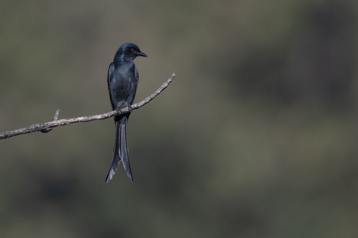 Ashy Drongo - ML646683269