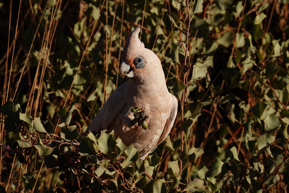 Little Corella - ML646683271