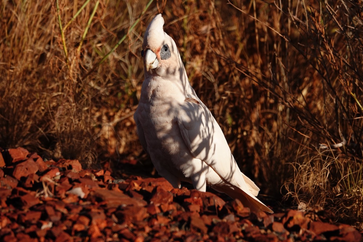 Little Corella - ML646683272