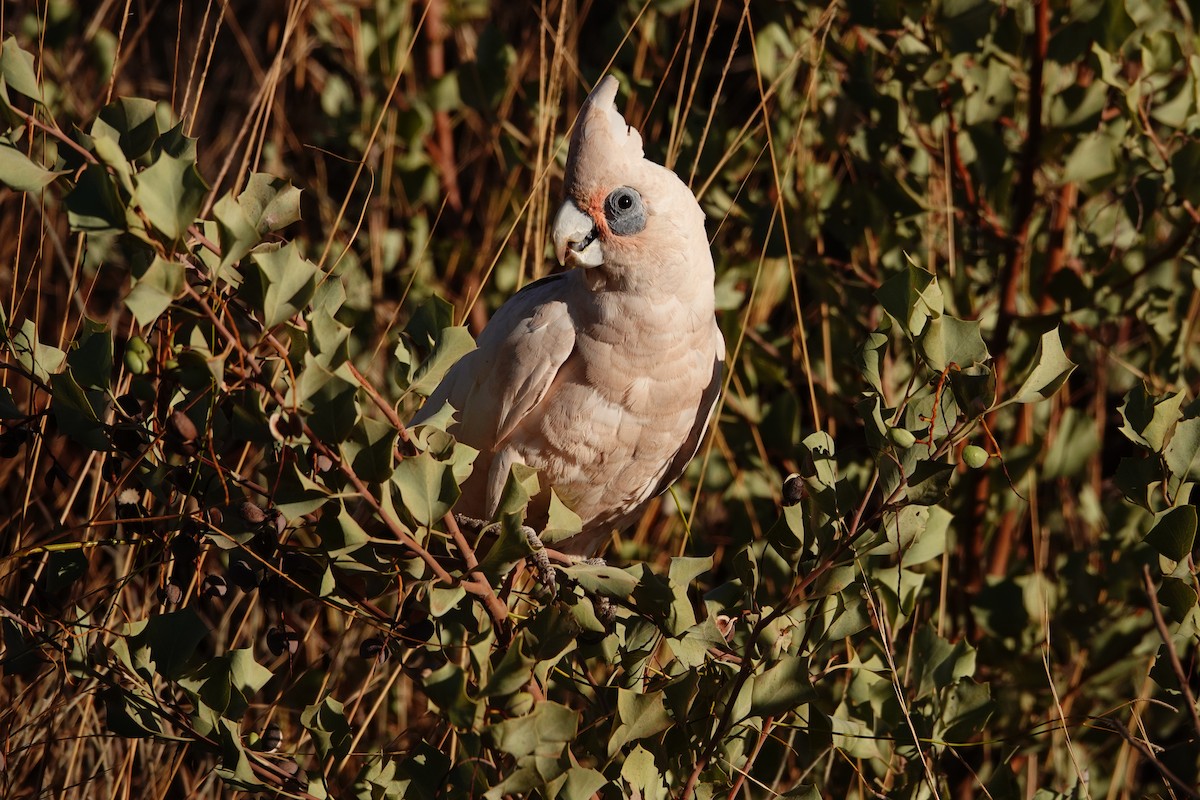 Little Corella - ML646683273