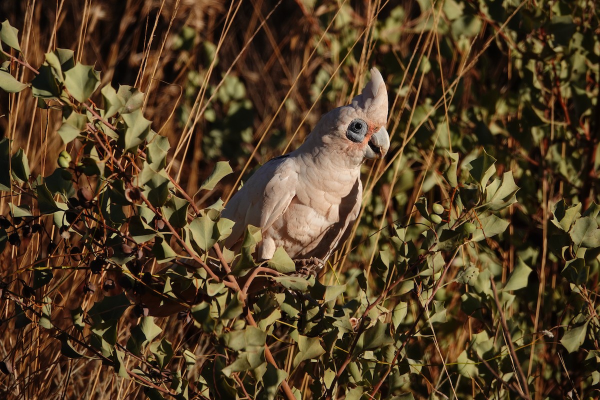Little Corella - ML646683274
