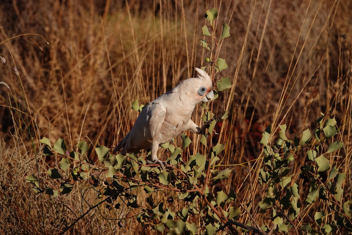 Little Corella - ML646683275