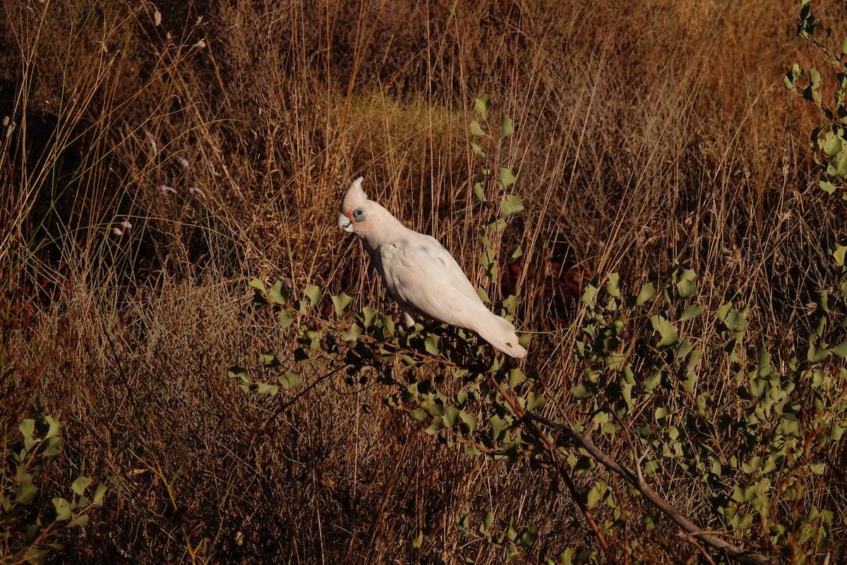 Little Corella - ML646683276