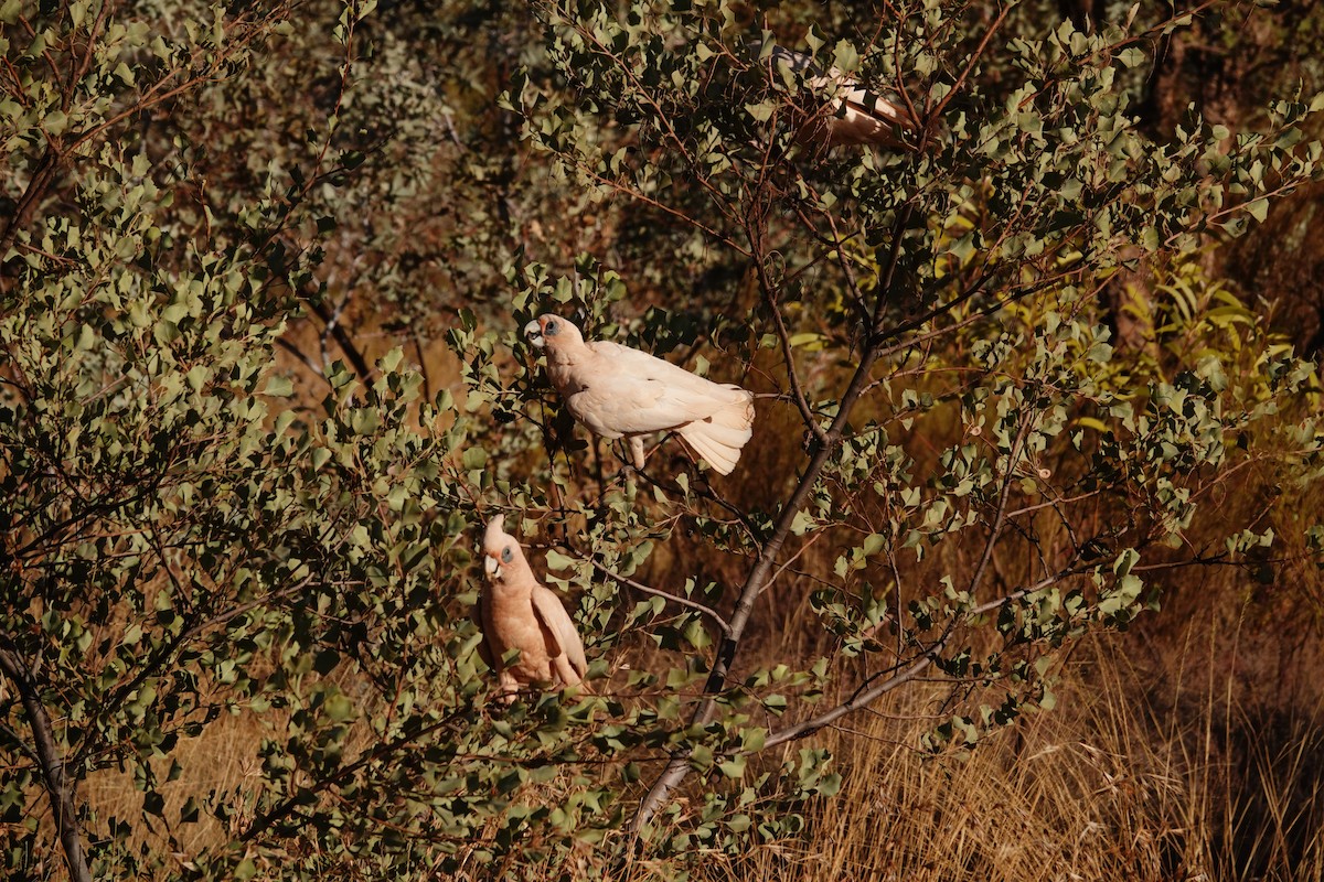 Little Corella - ML646683277