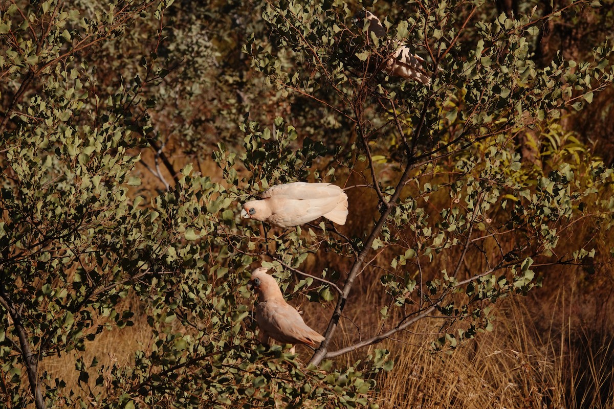 Little Corella - ML646683278