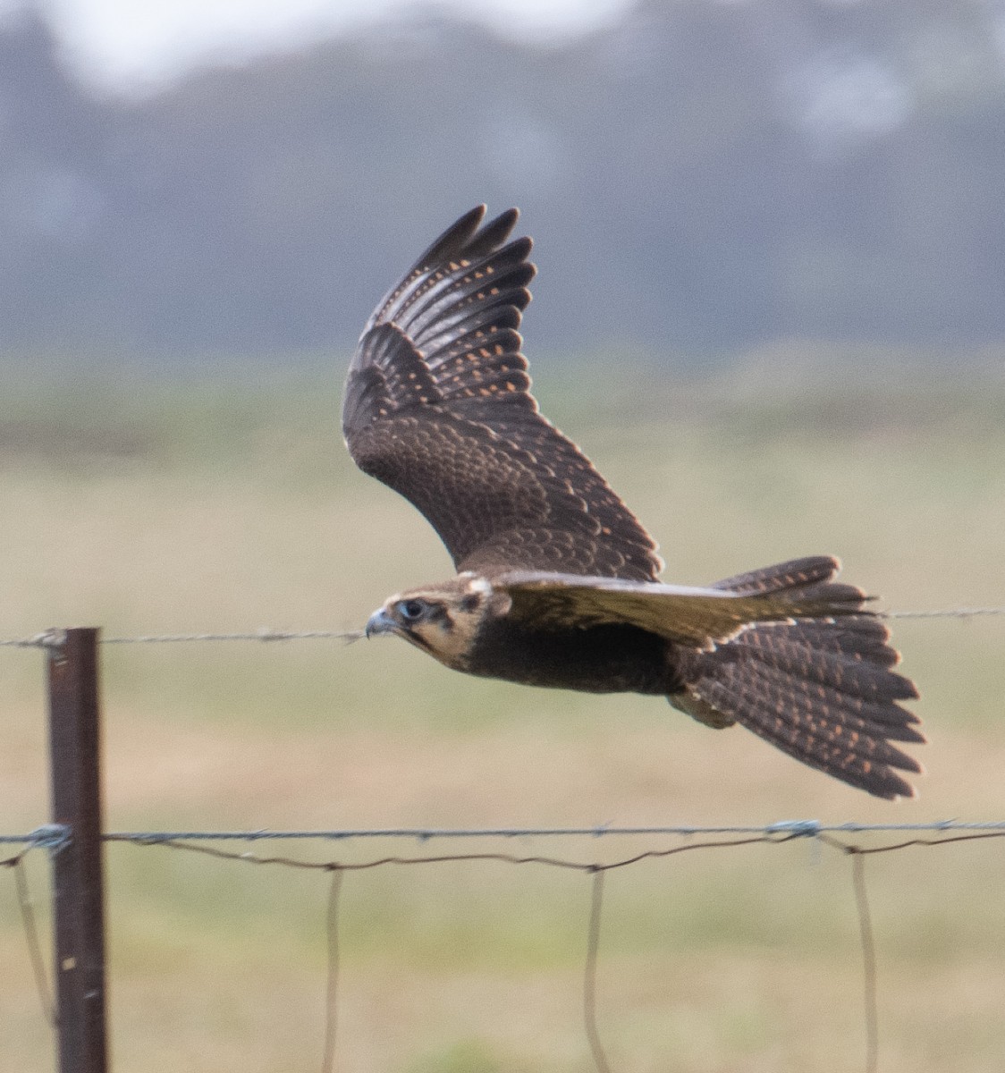 Brown Falcon - ML646683279