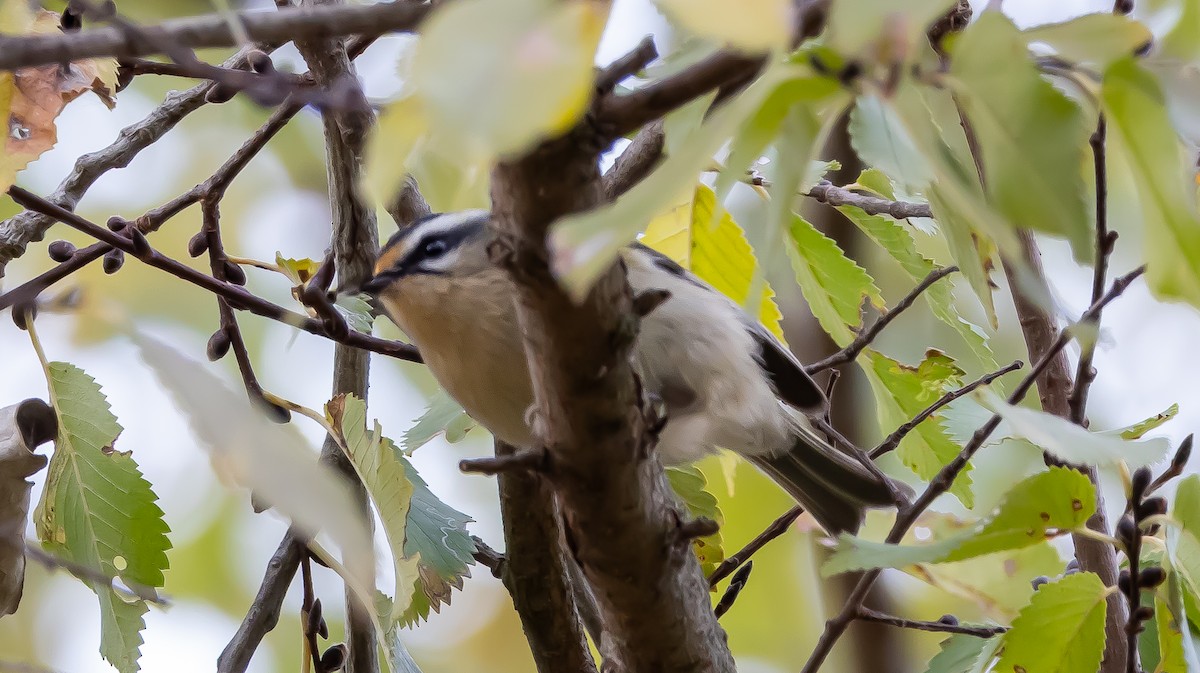 Roitelet triple-bandeau - ML646683280