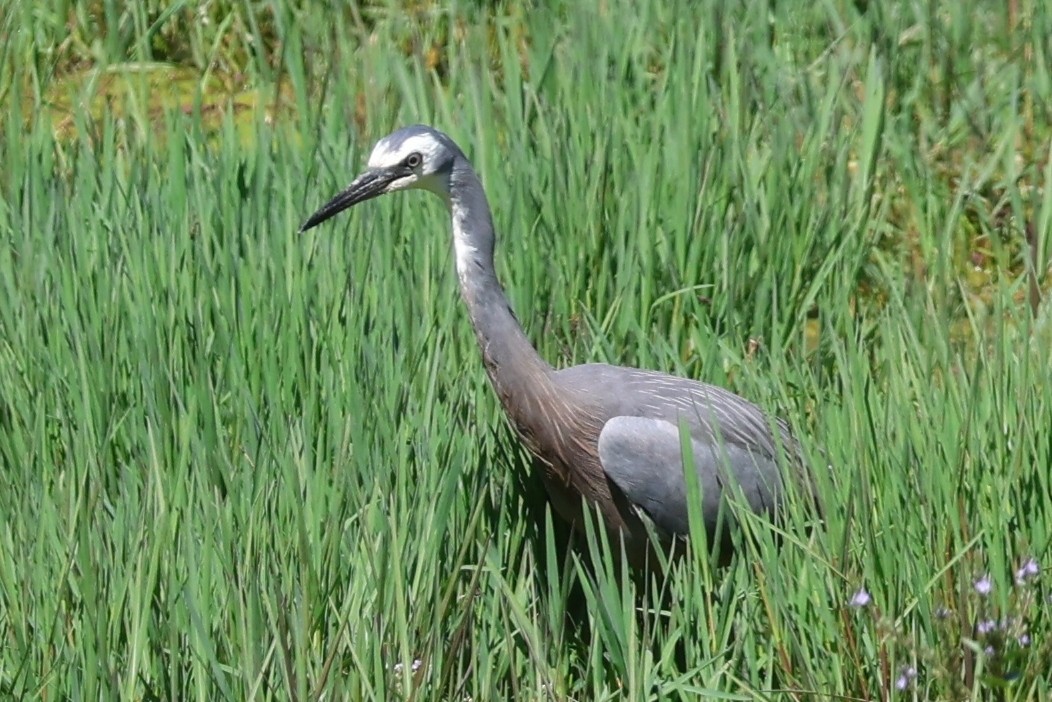 volavka bělolící - ML646683286