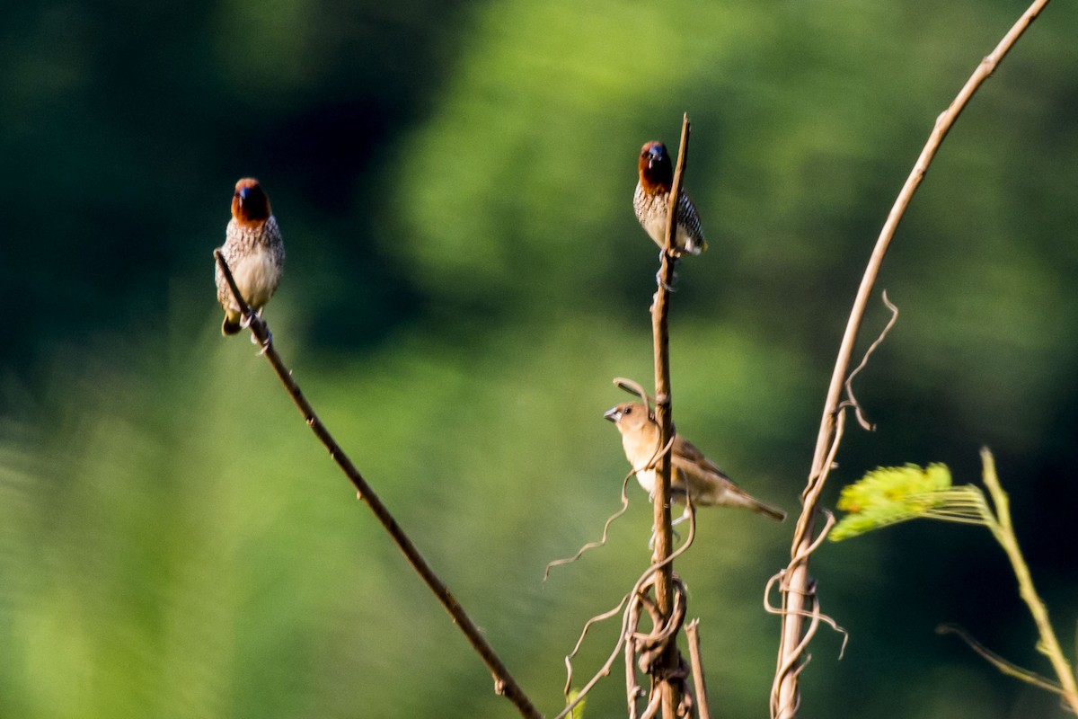 Scaly-breasted Munia - ML646683287
