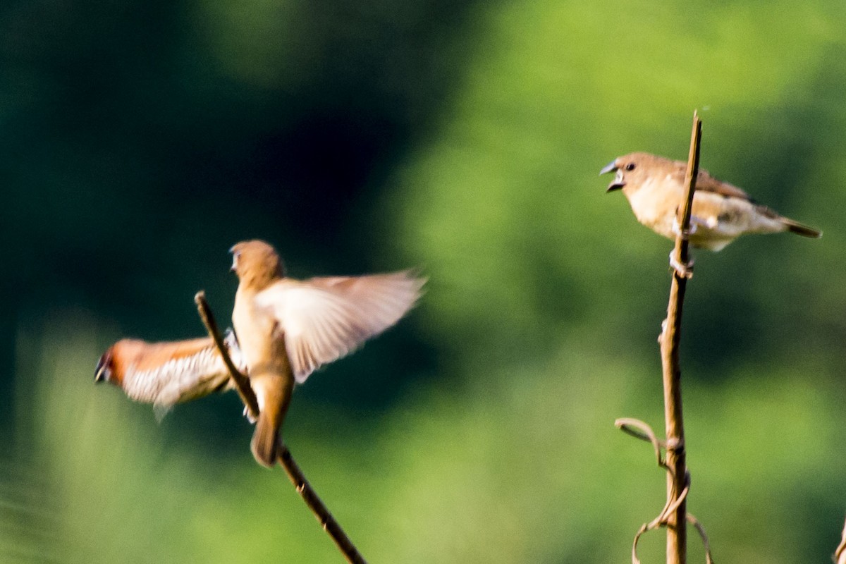 Scaly-breasted Munia - ML646683288