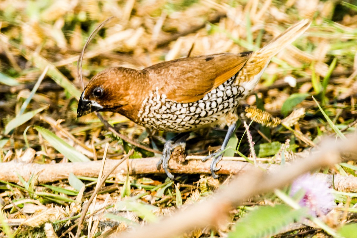 Scaly-breasted Munia - ML646683289