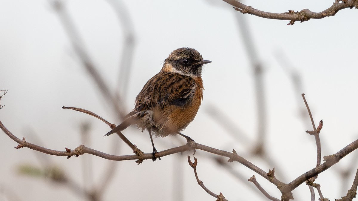 European Stonechat - ML646683292