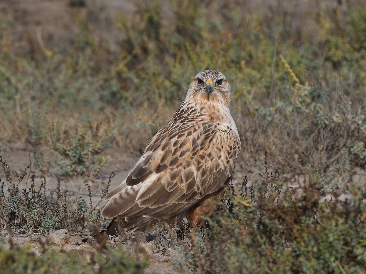 Long-legged Buzzard - ML646683295