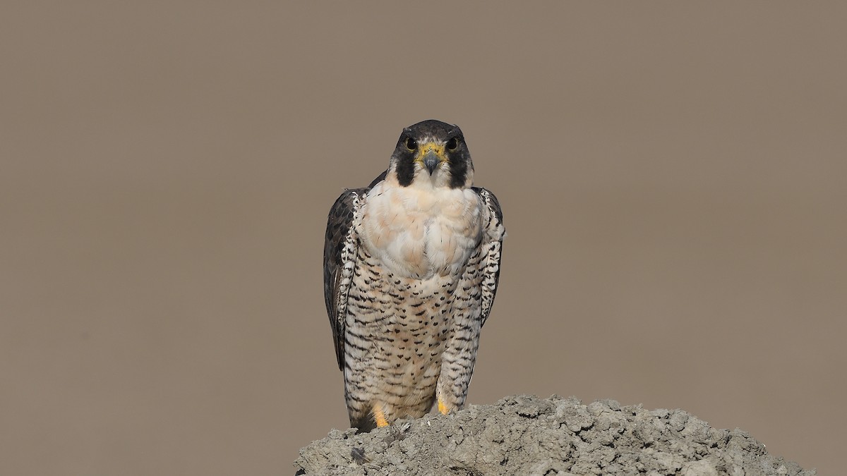 遊隼 - ML646683298