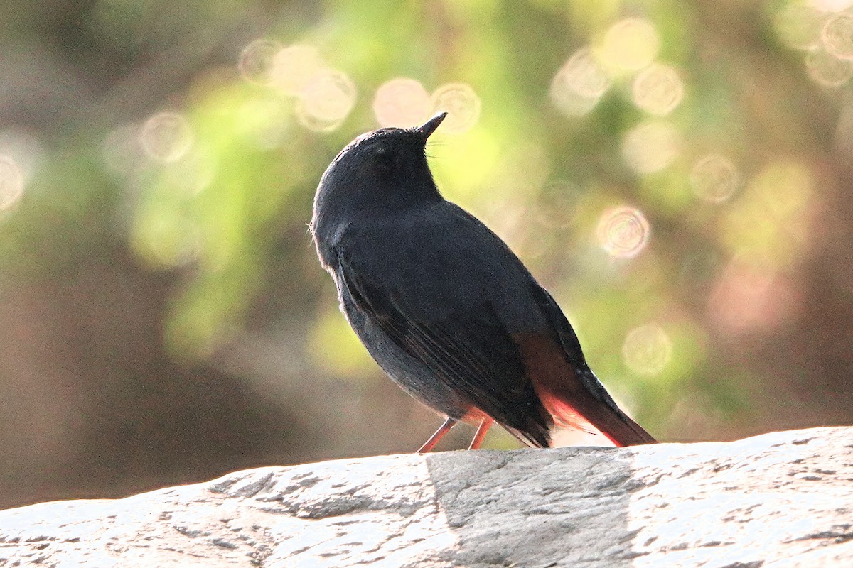 Buztangorri urdina - ML646683299