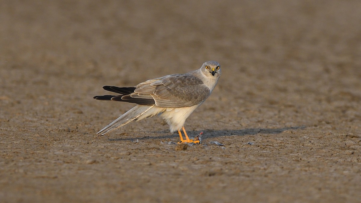 Pallid Harrier - ML646683301