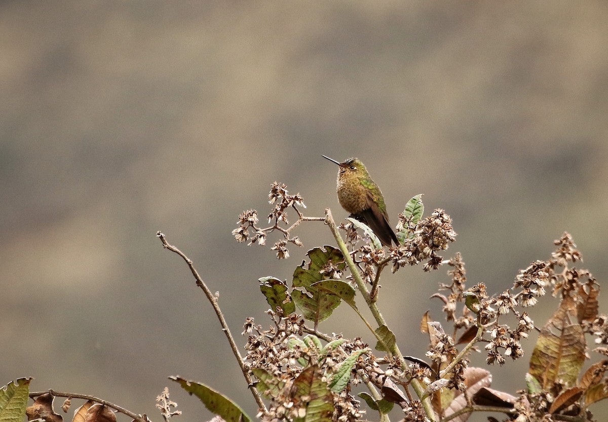 Scaled Metaltail - ML646683303