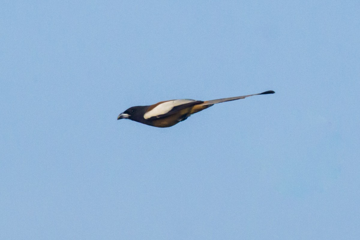 Rufous Treepie - ML646683304