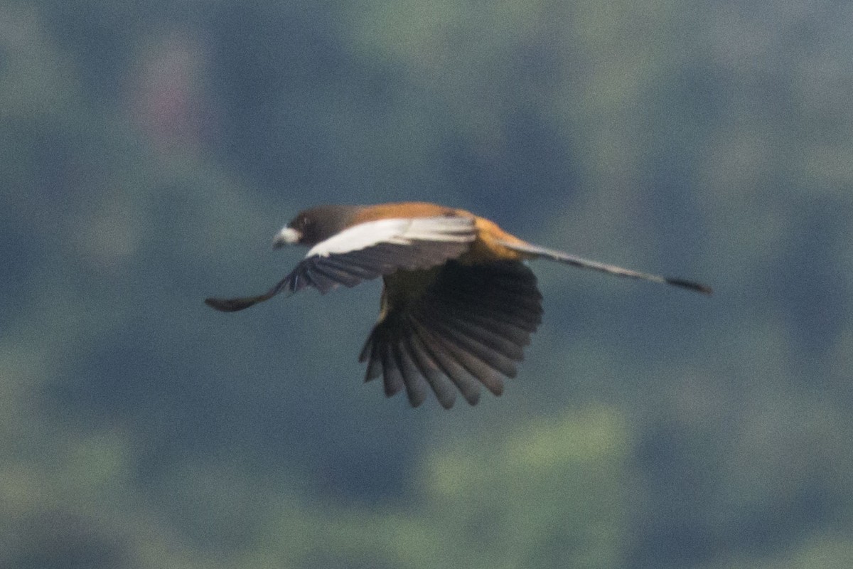 Rufous Treepie - ML646683305