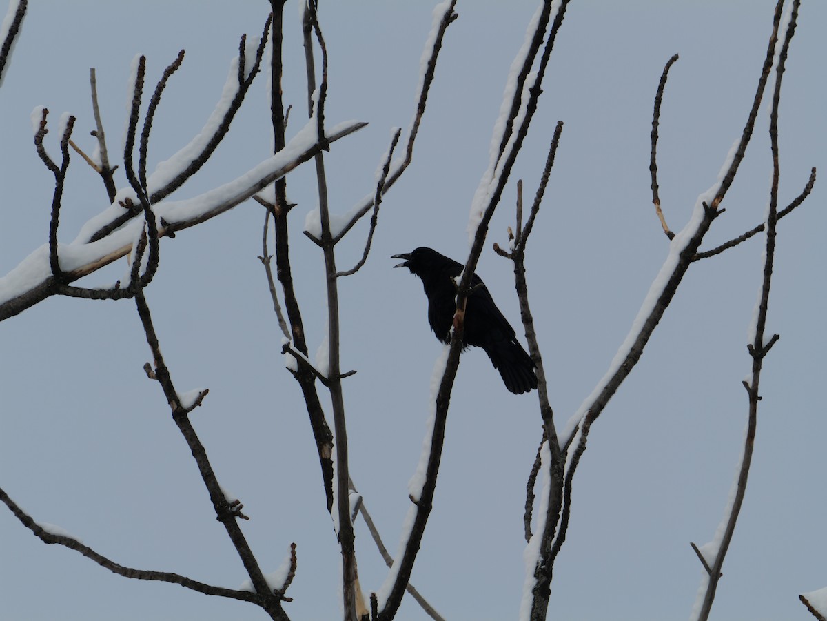 svartkråke - ML646683307