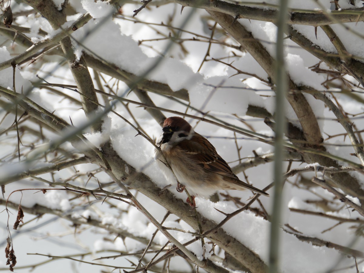 pilfink - ML646683317