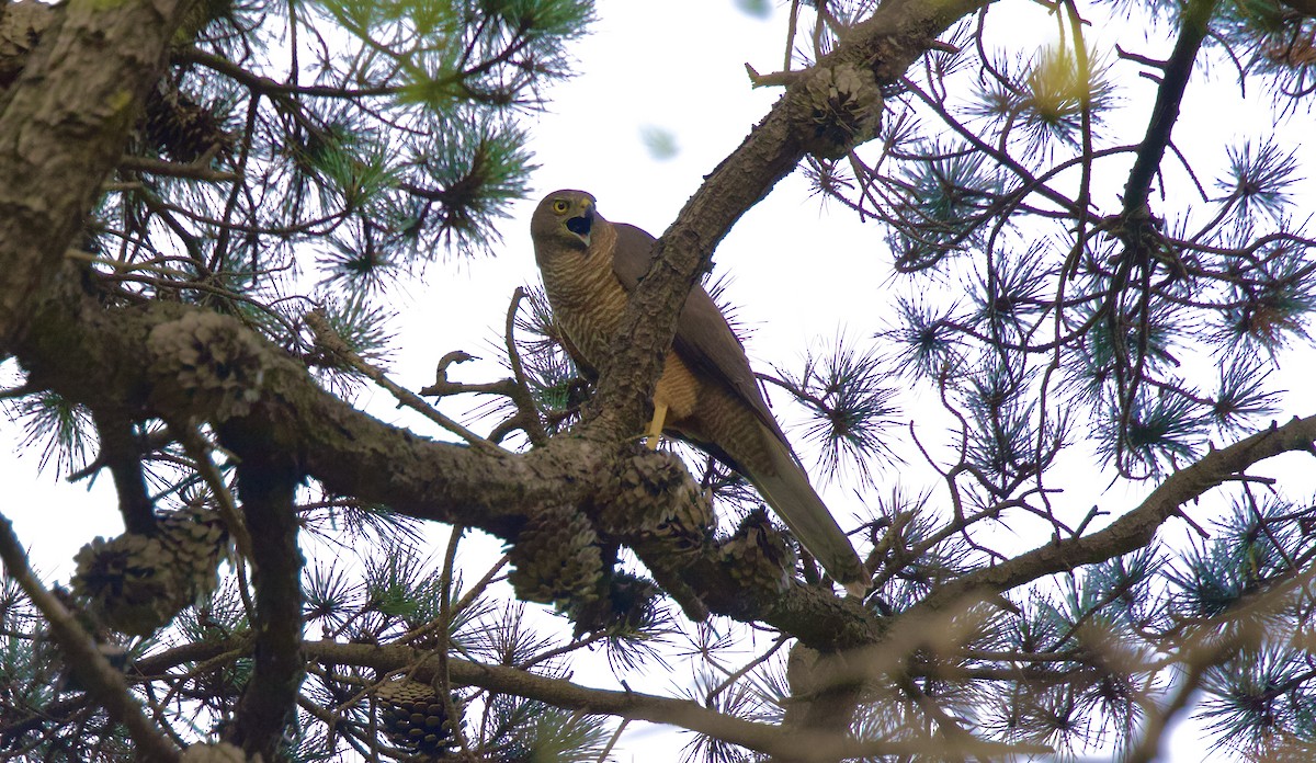 Brown Goshawk - ML646683321