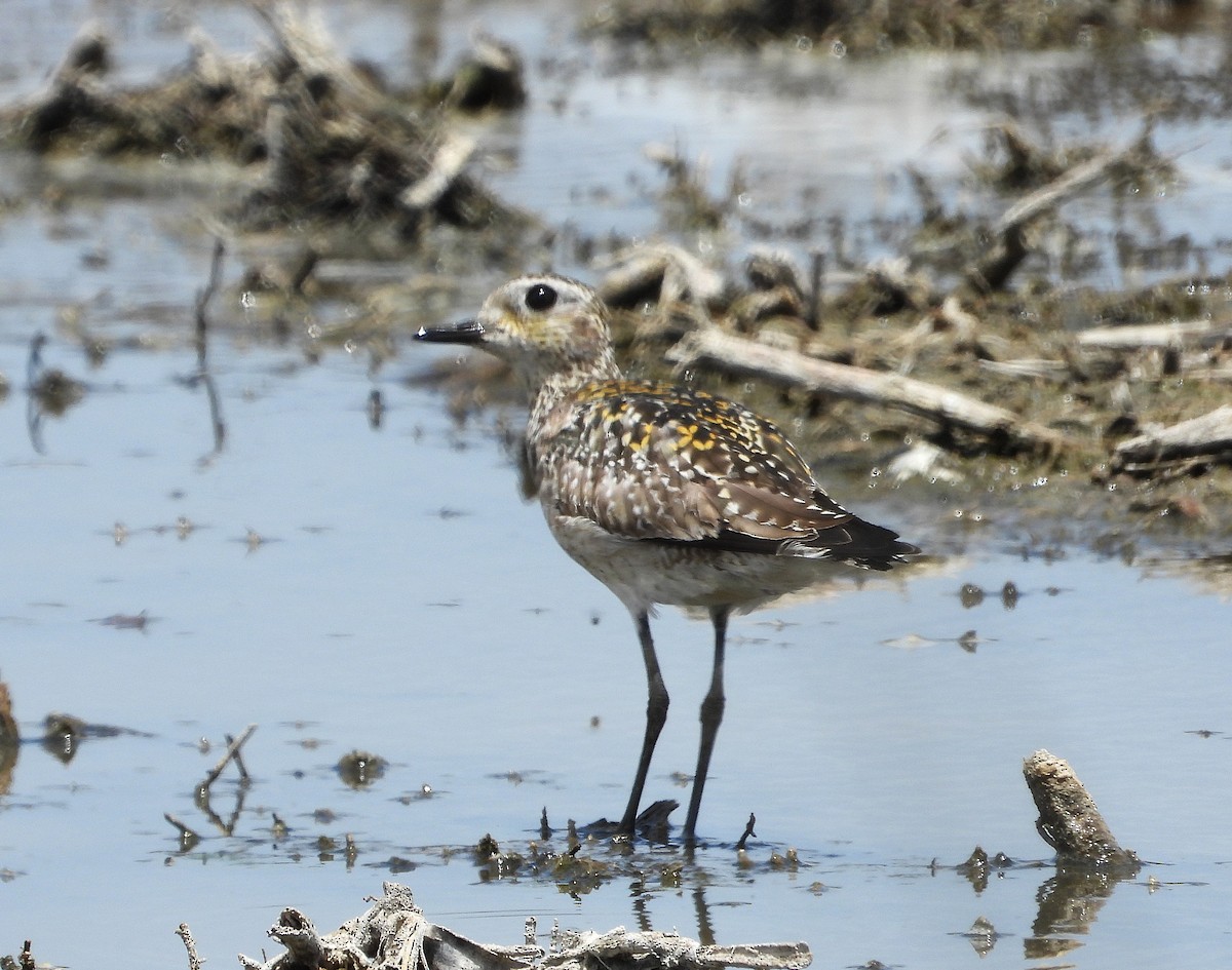 Бурокрылая ржанка - ML646683322
