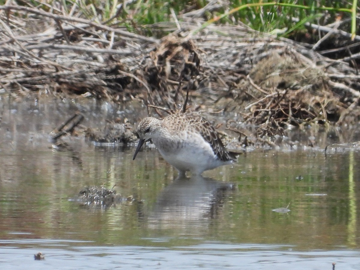 Турухтан - ML646683323