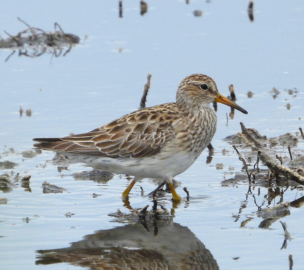 Çizgili Kumkuşu - ML646683325