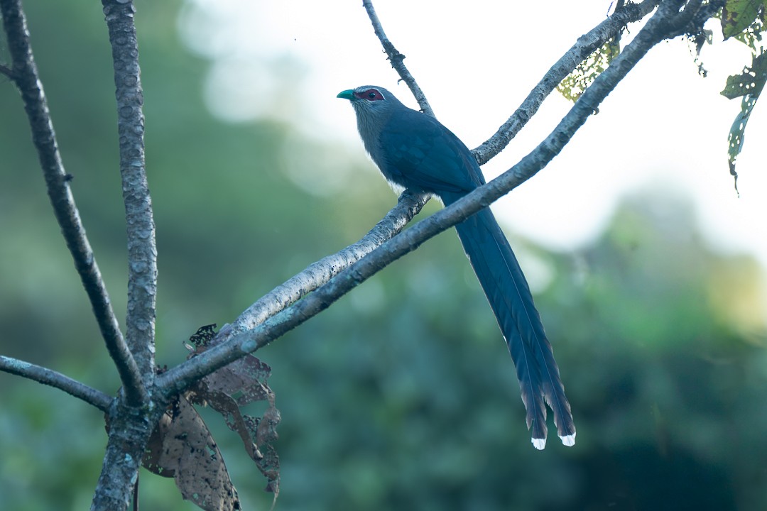 Büyük Gri Malkoha - ML646683326