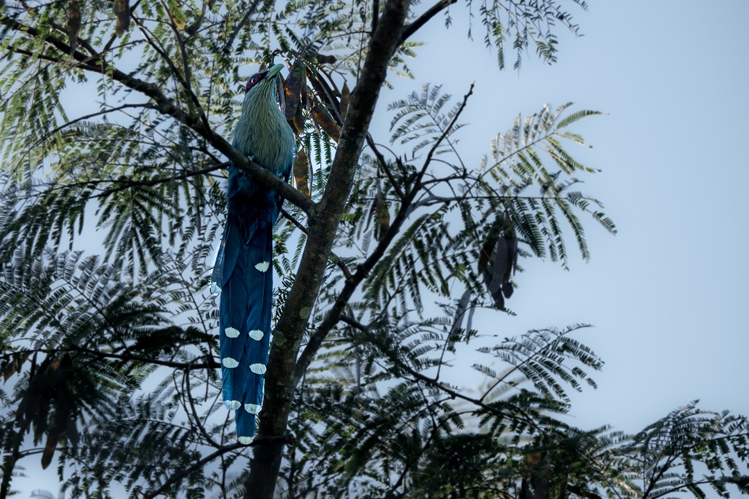 Büyük Gri Malkoha - ML646683327