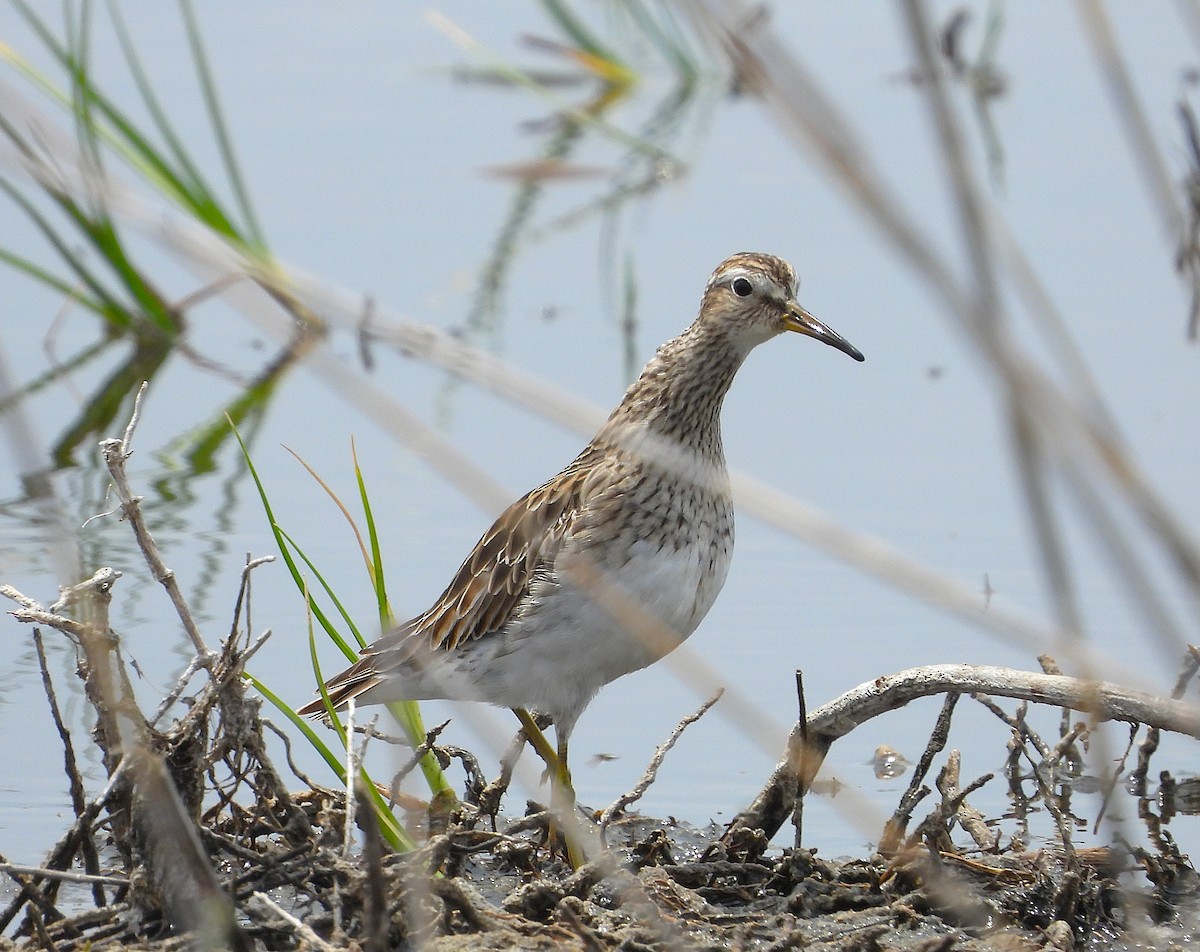 Çizgili Kumkuşu - ML646683328