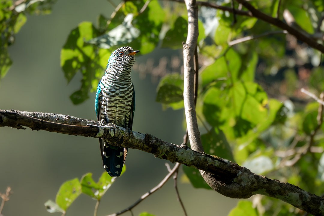 Asya Zümrüt Guguğu - ML646683329