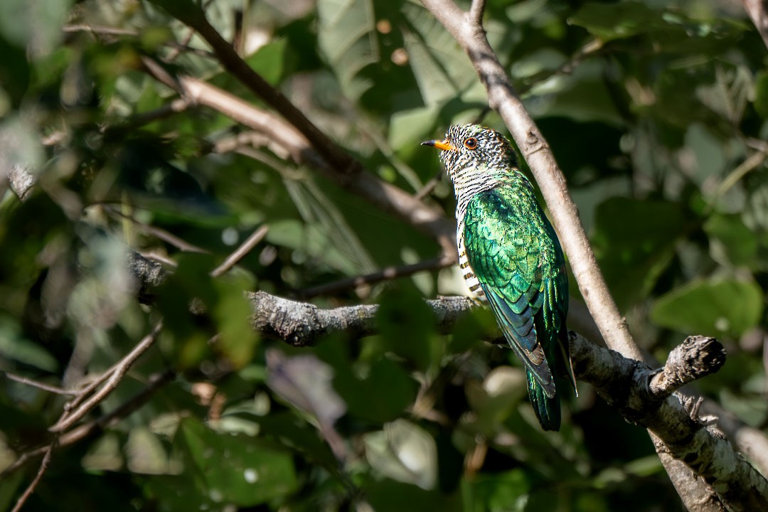 Asya Zümrüt Guguğu - ML646683330