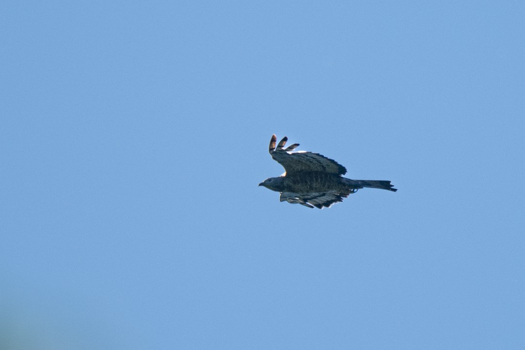 Tepeli Arı Şahini - ML646683331