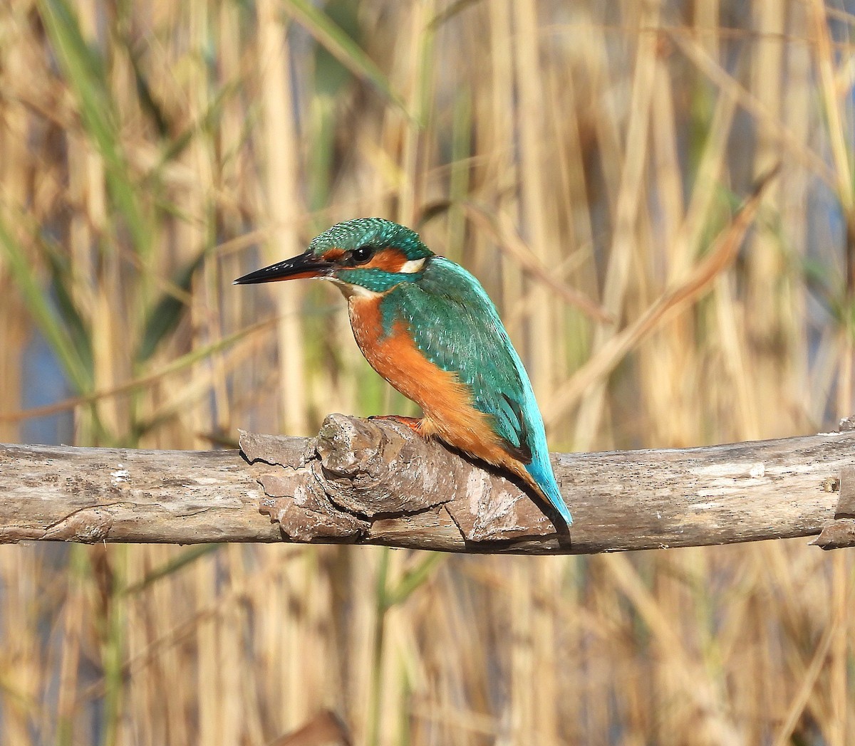 Common Kingfisher - ML646683332