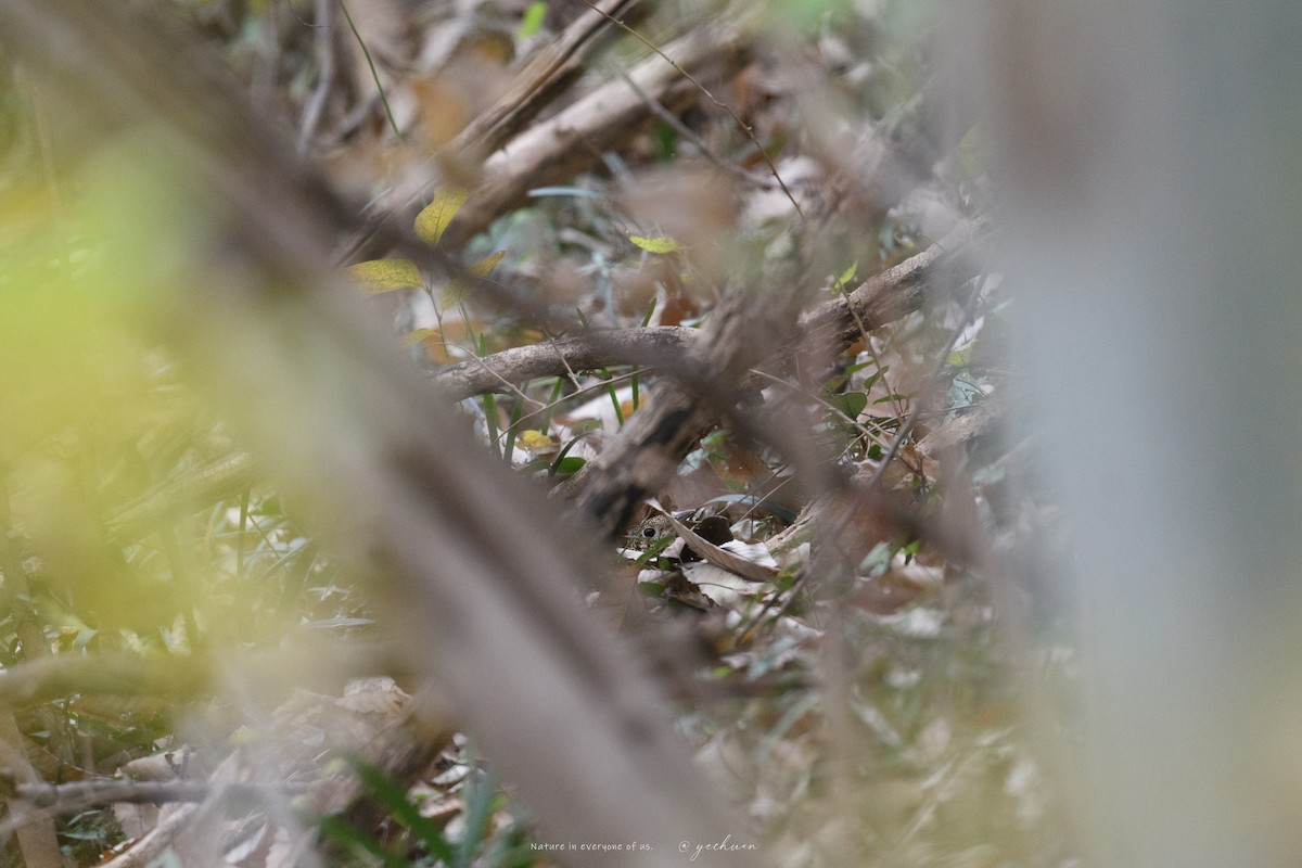 White's Thrush - ML646683334