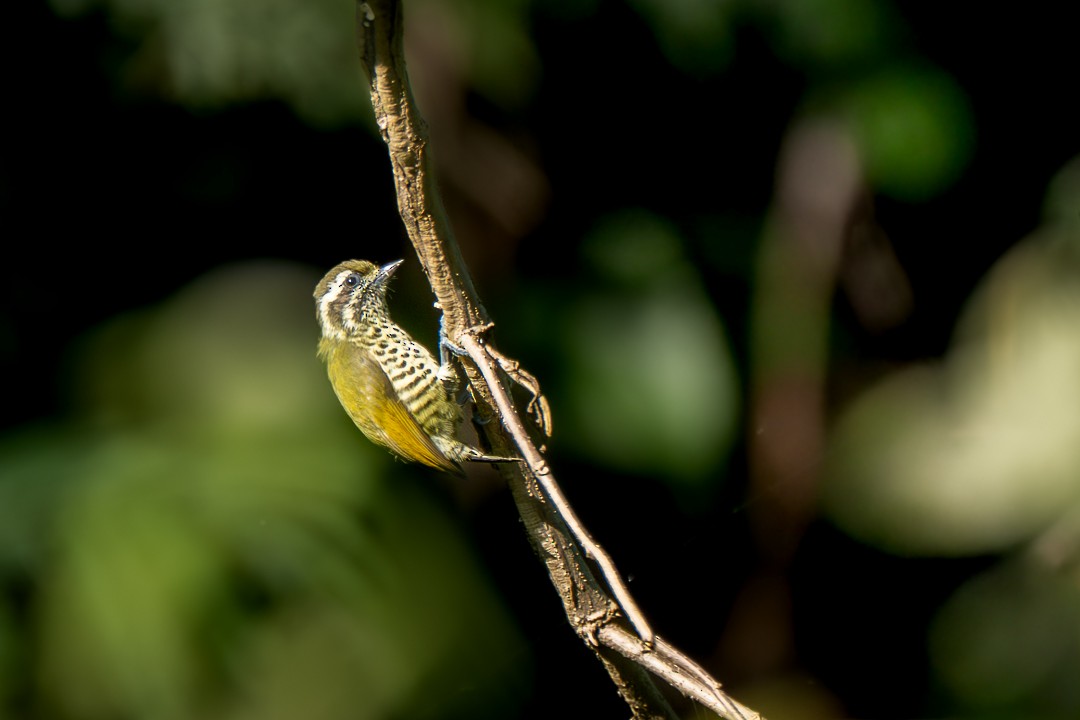 Benekli Kakancık - ML646683335