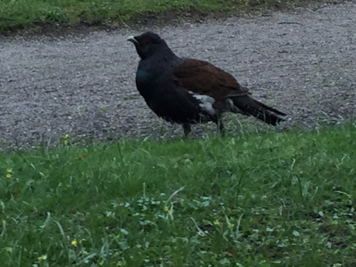 Western Capercaillie - ML646683337