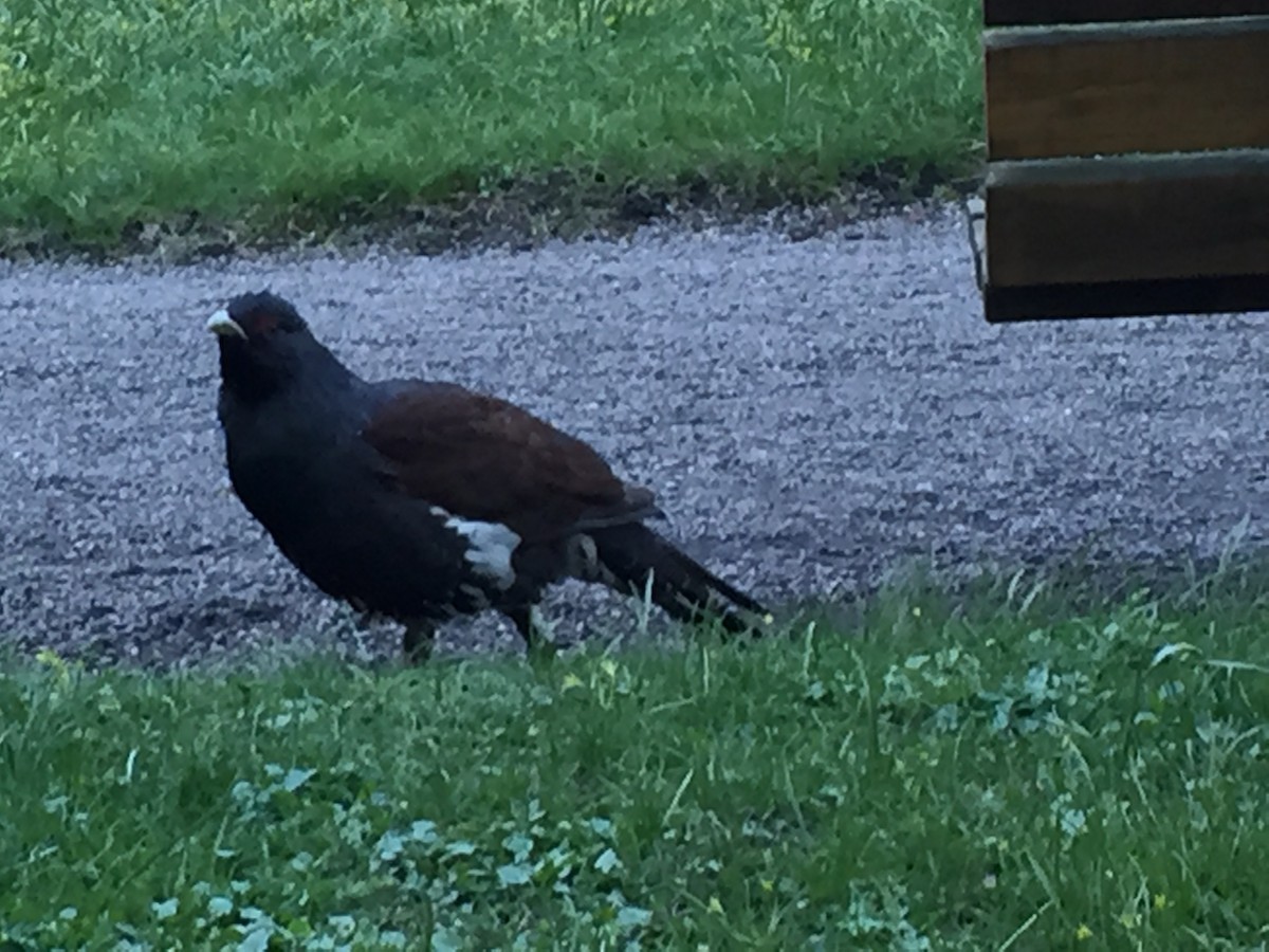 Western Capercaillie - ML646683338