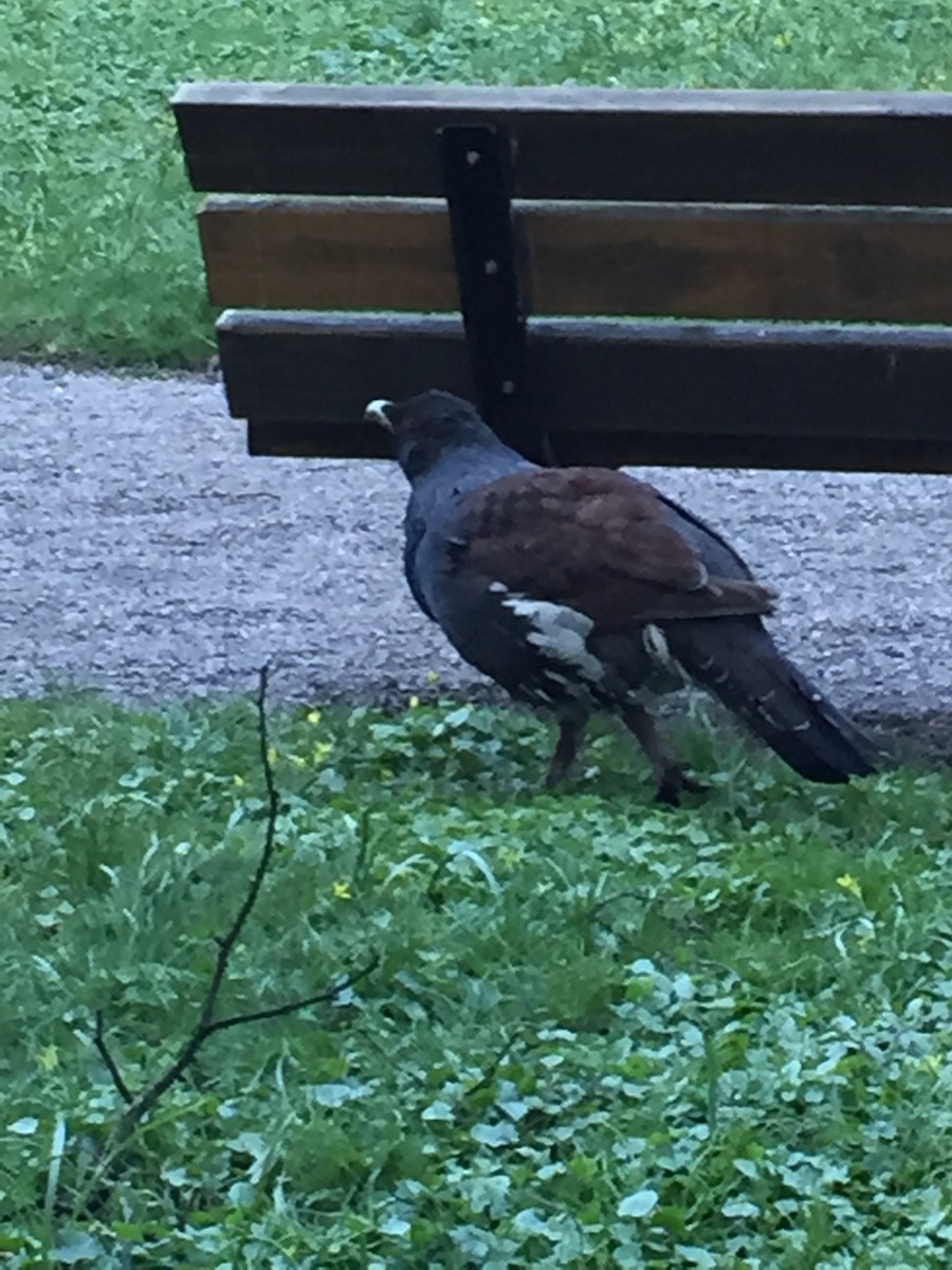 Western Capercaillie - ML646683339