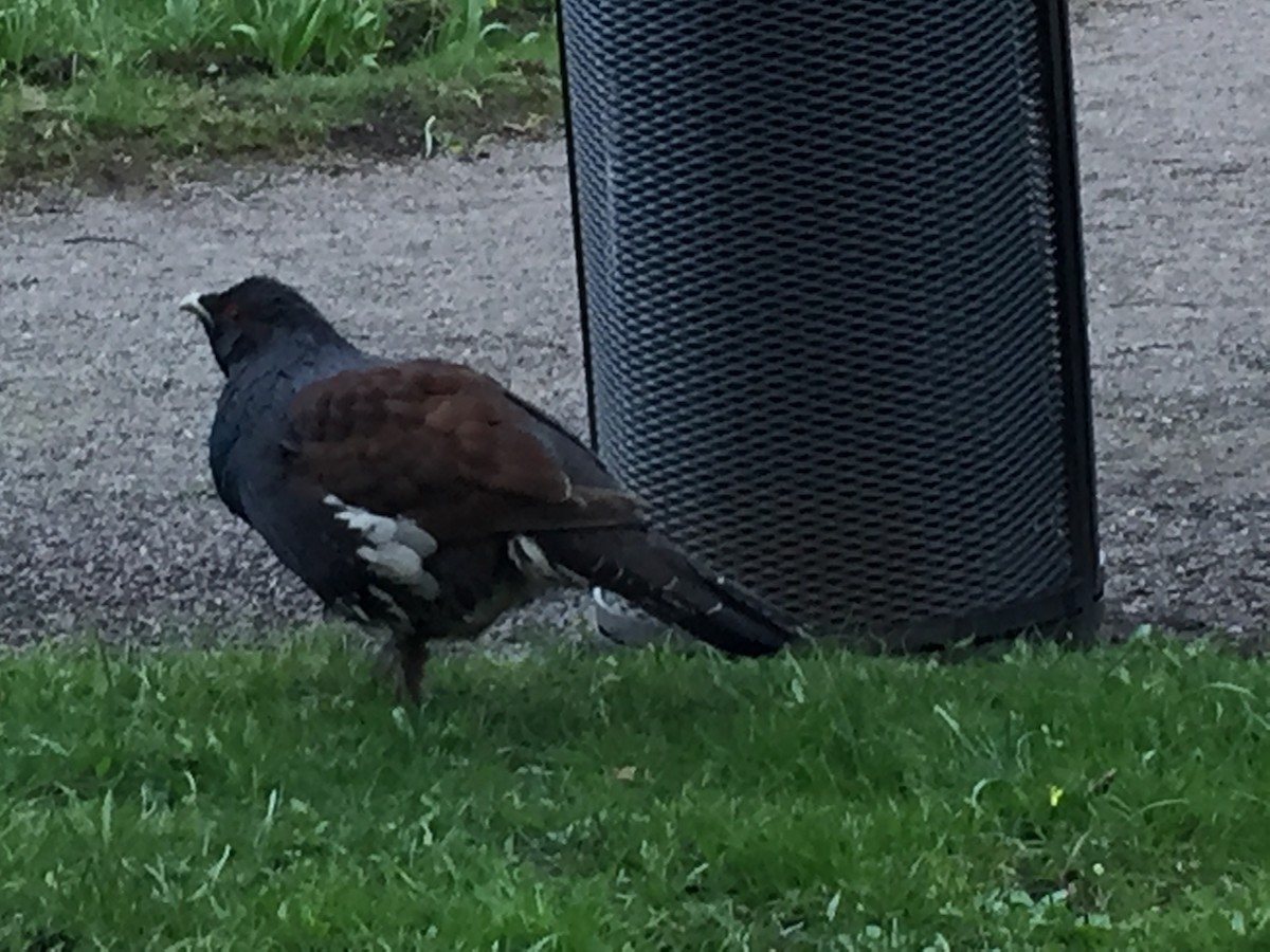 Western Capercaillie - ML646683340