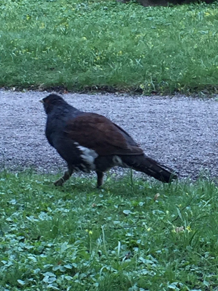 Western Capercaillie - ML646683341