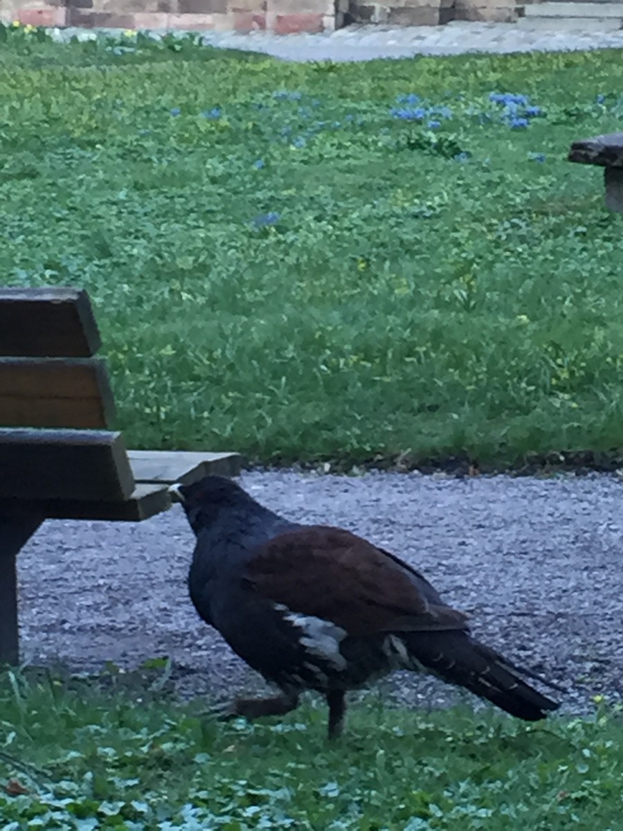 Western Capercaillie - ML646683342