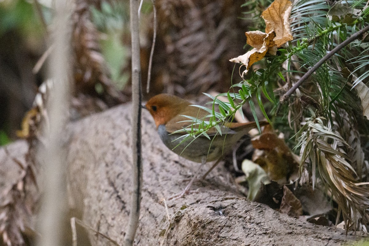 Japanese Robin - ML646683344