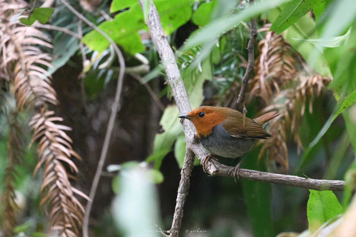 Japanese Robin - ML646683345