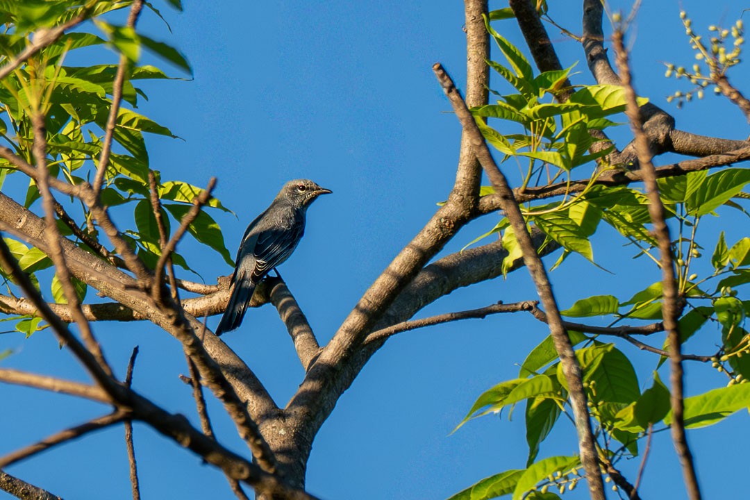 Kara Kanatlı Tırtılyiyen - ML646683346