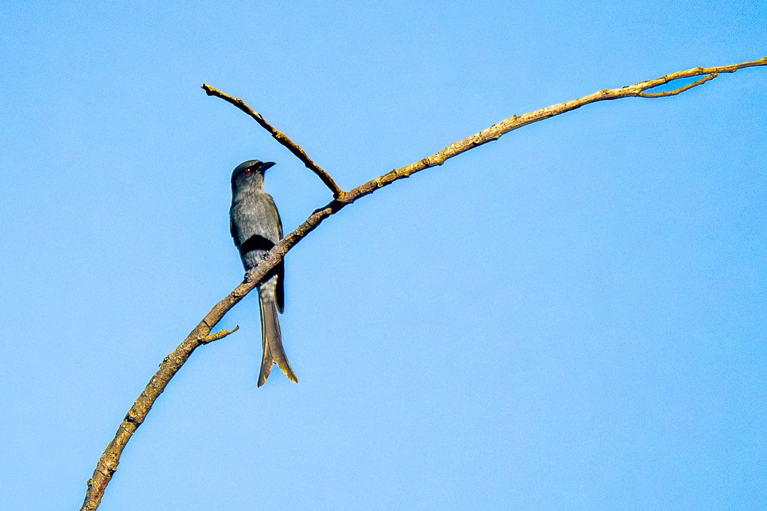 Kül Rengi Drongo - ML646683348