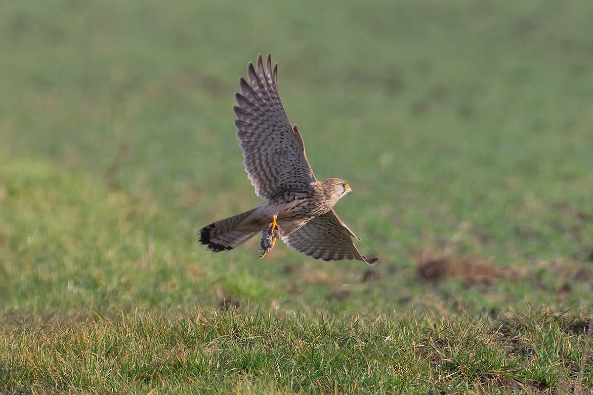 Пустельга - ML646683349