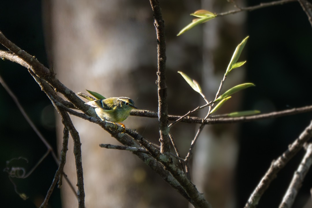 Sarı Kaşlı Çıvgın - ML646683350